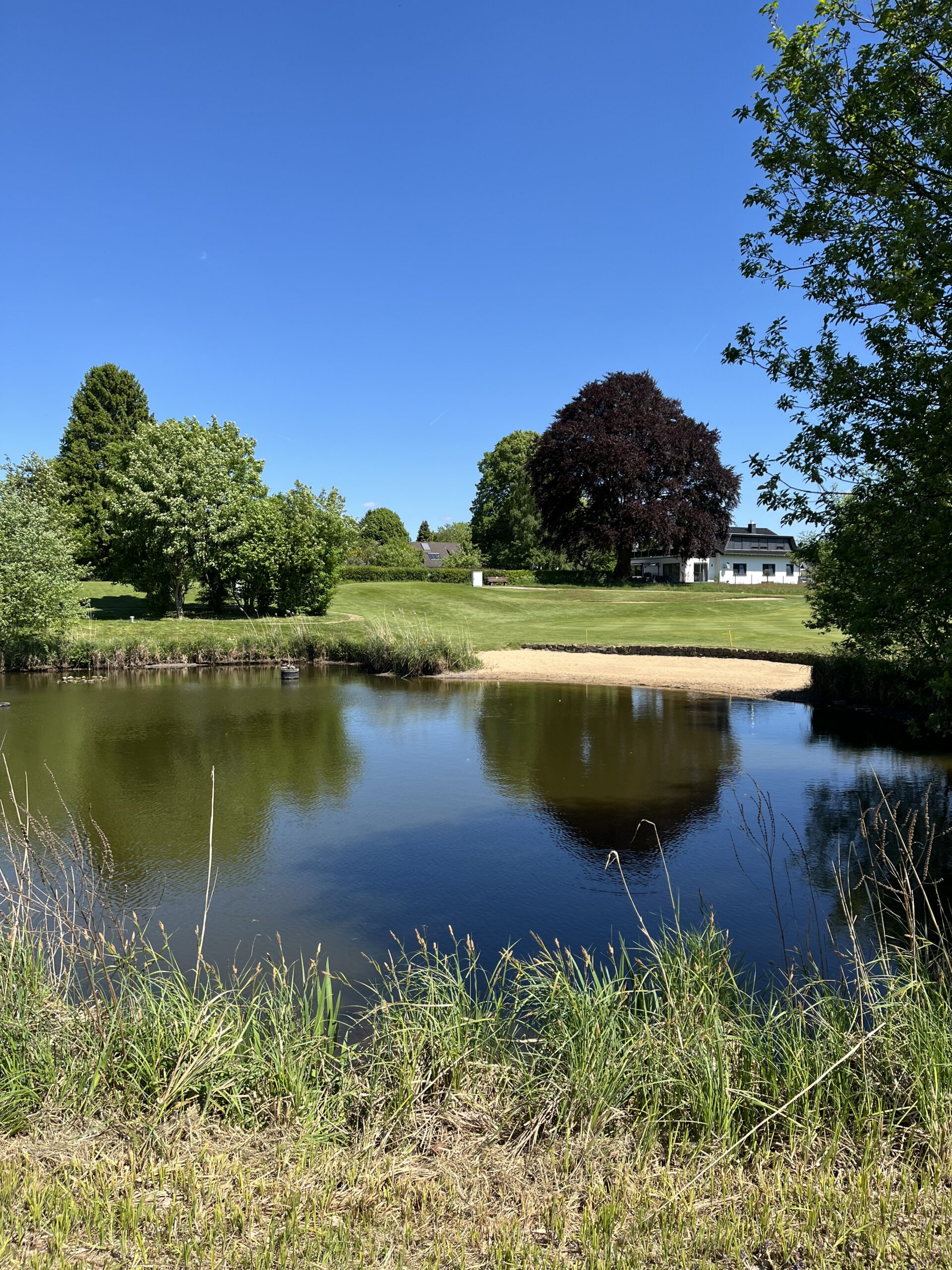 Mehr als drei Bäume in Dreibäumen